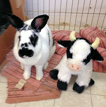 which one is the bunny?
