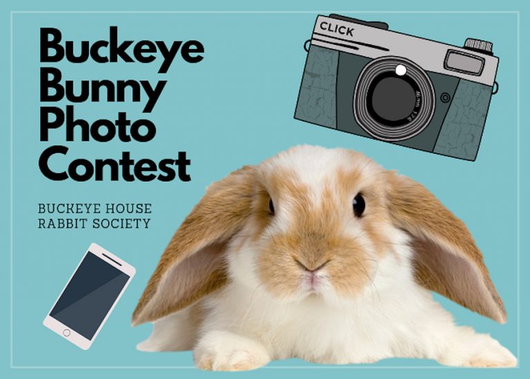 2019 Buckeye Bunny Photo Contest Buckeye House Rabbit Society