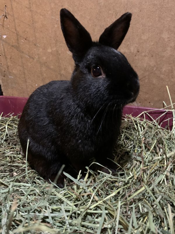 Ogun Buckeye House Rabbit Society