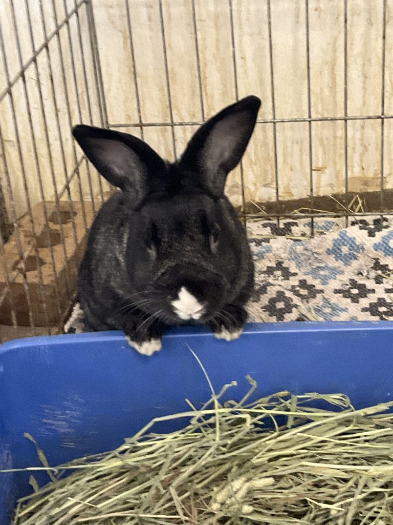 George Buckeye House Rabbit Society