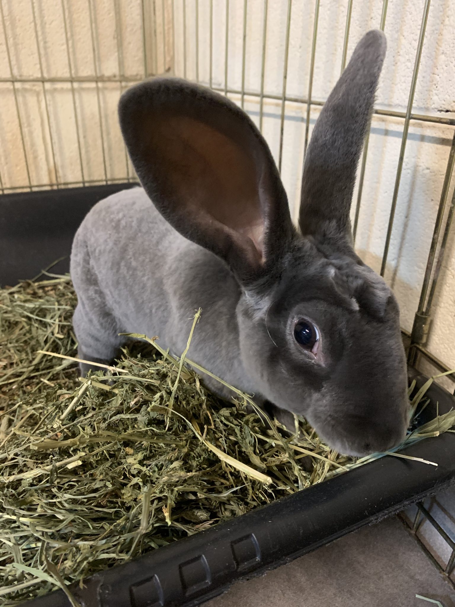 Buckeye House Rabbit Society – Helping rabbits in Ohio since 1997