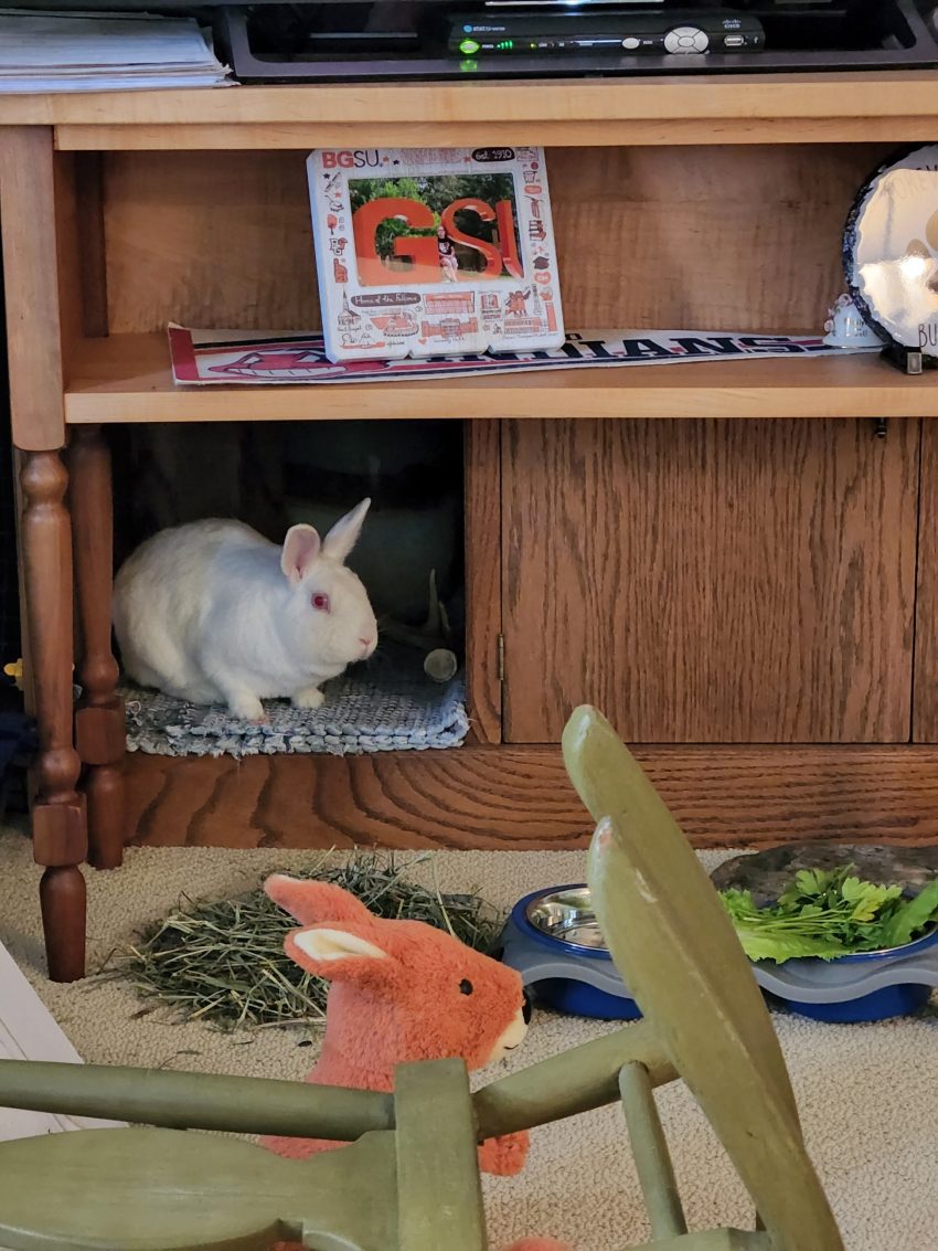 Buckeye House Rabbit Society Helping Rabbits In Ohio Since 1997