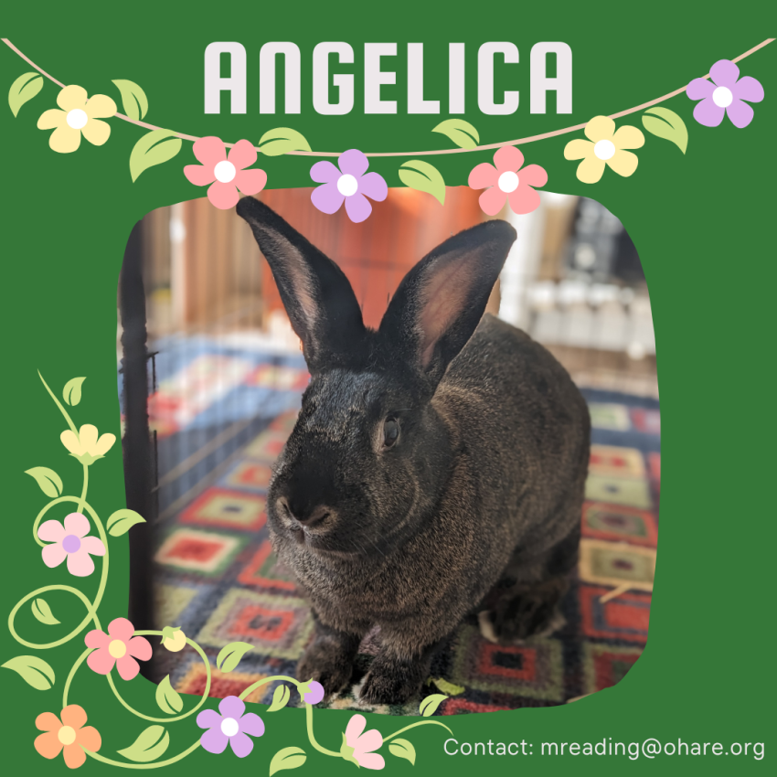 Angelica Buckeye House Rabbit Society