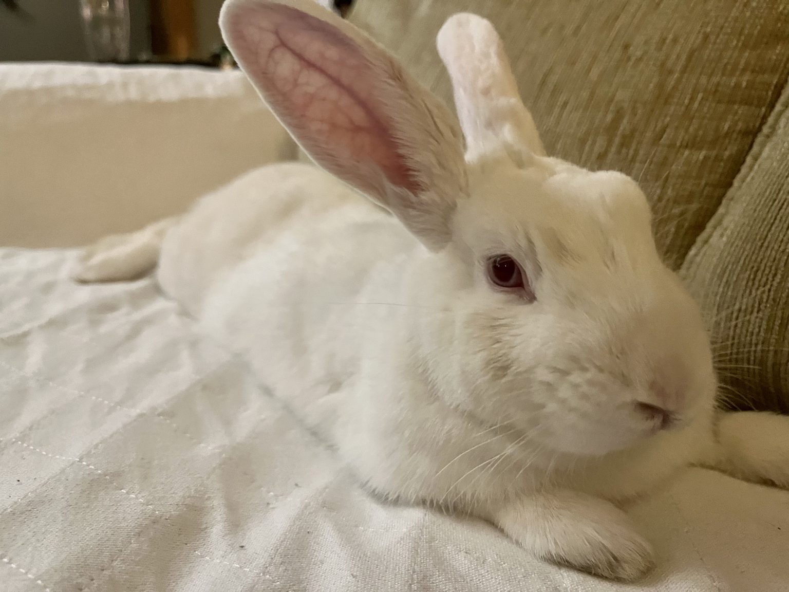 Buckeye House Rabbit Society – Helping rabbits in Ohio since 1997