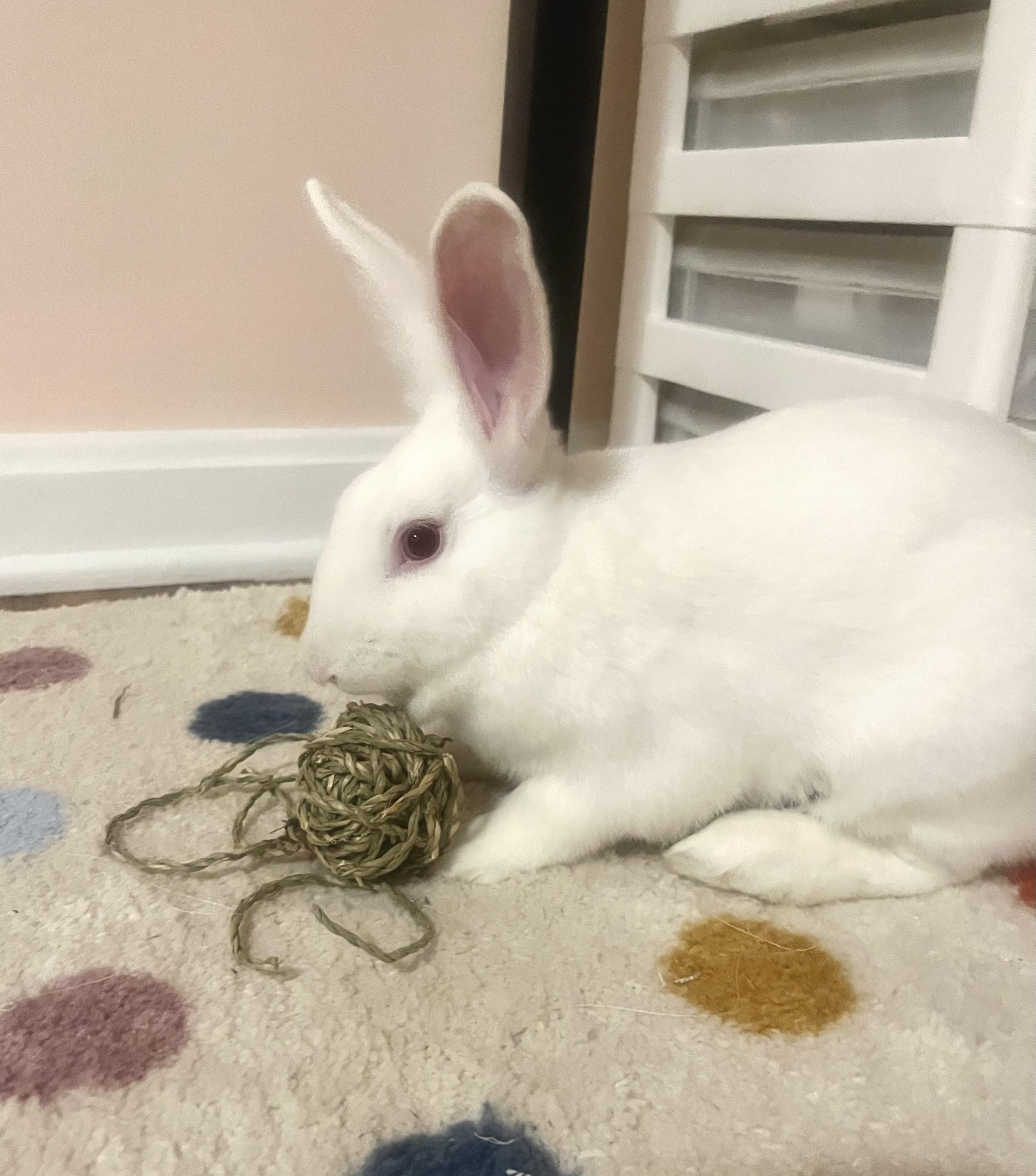 Peaches – Buckeye House Rabbit Society