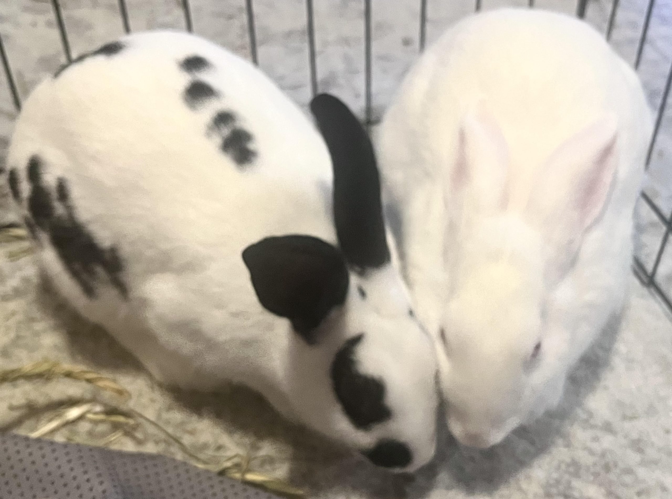 Buckeye House Rabbit Society invested in care and keeping of long-eared  pets