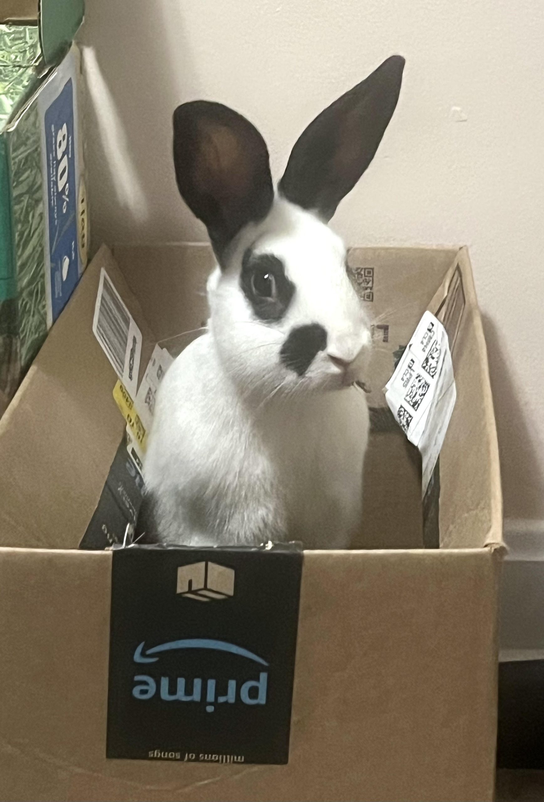 Buckeye House Rabbit Society invested in care and keeping of long-eared  pets